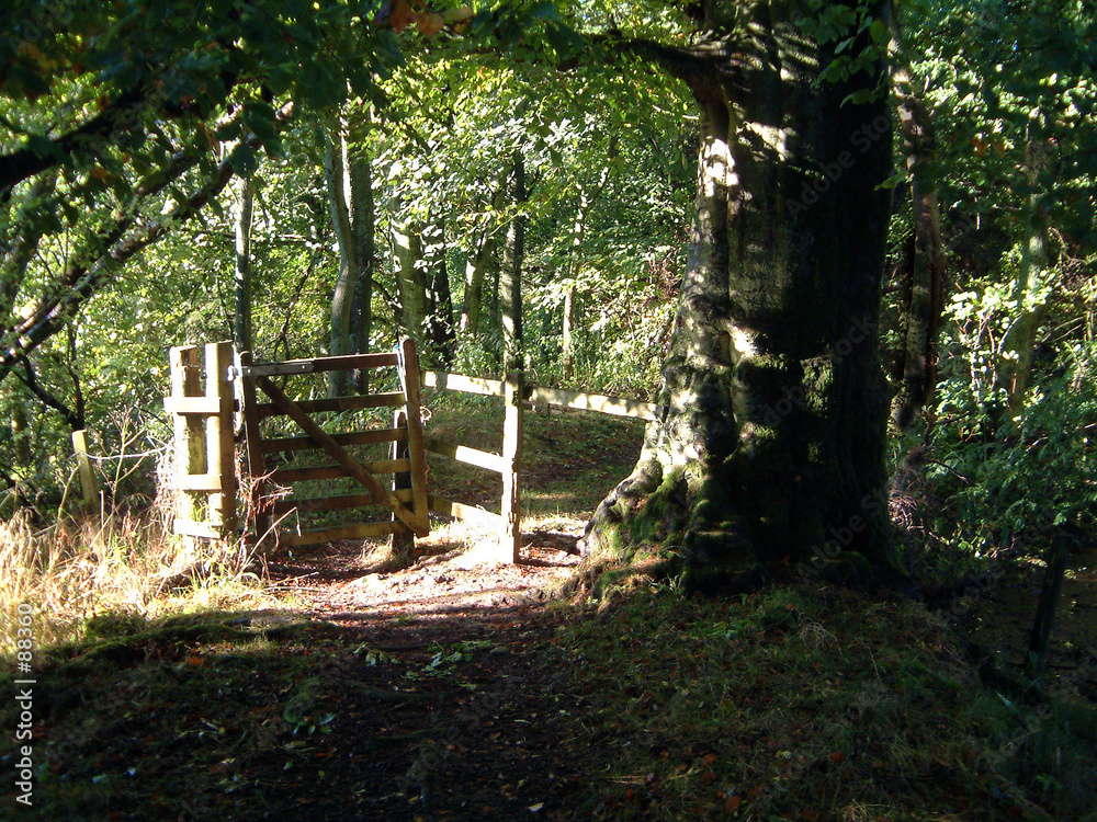 old gate in woods
