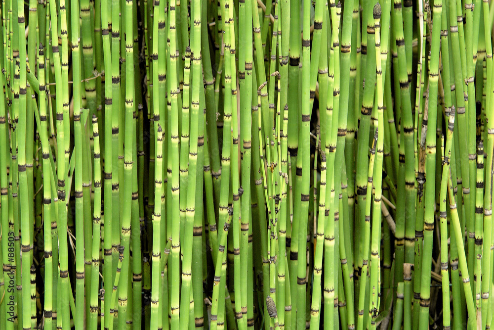 lumière dans les bambous lumière dans les bambous