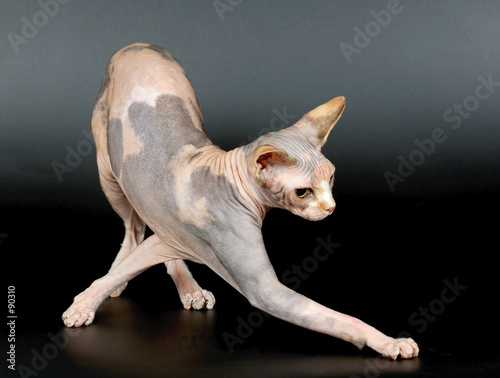 the canadian sphynx