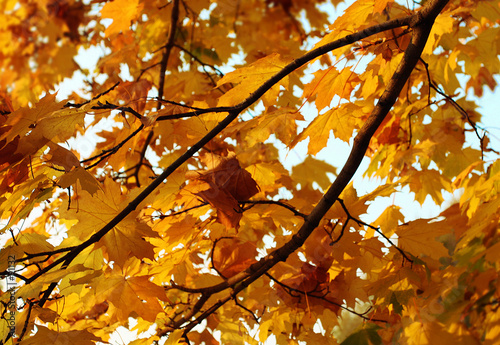 autumn, fall