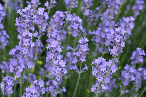 lavande d un bleu soutenu
