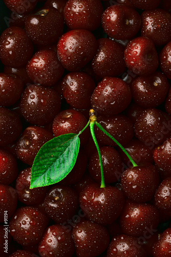 cherries and leaf with water drops (vertical)