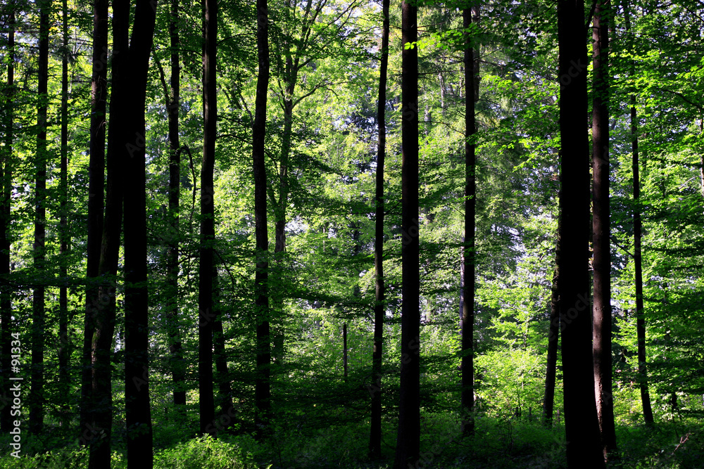 Naklejka premium forest