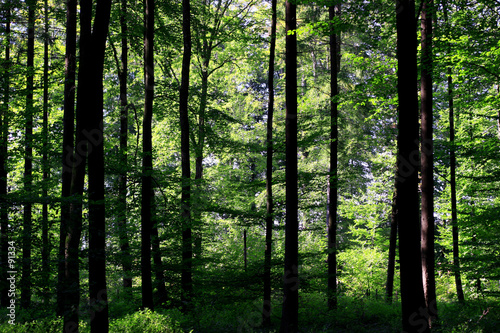 forest