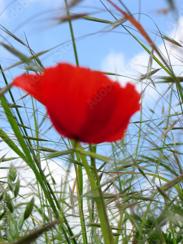 Foto windblown