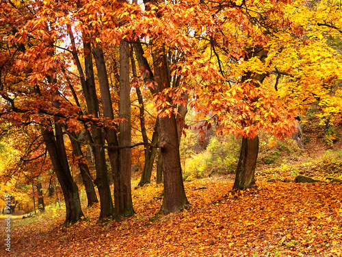 autumn forest