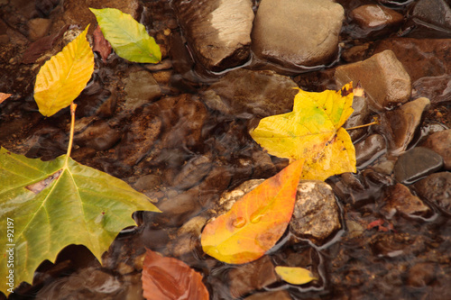 autumn leaves in a stream