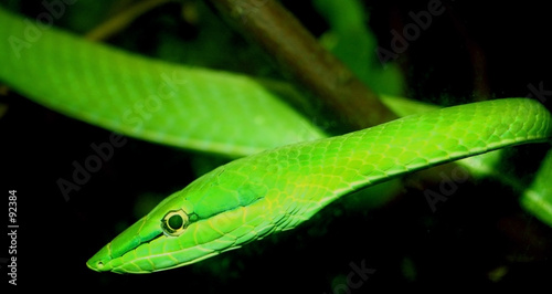 green tree snake
