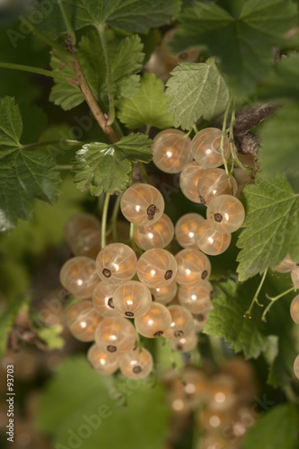 white currant outdoor
