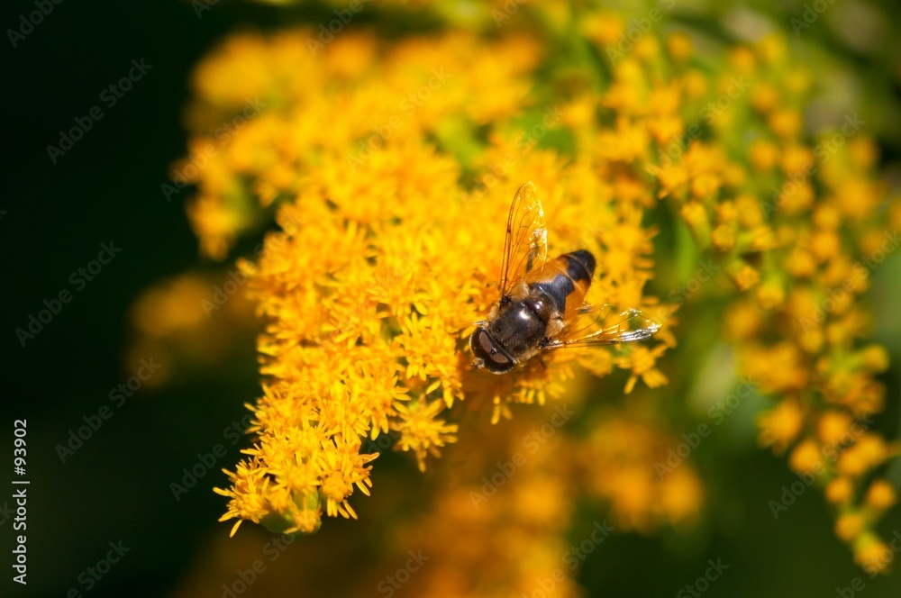 bee in flower bee in flower