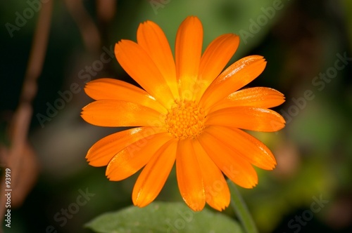 calendula