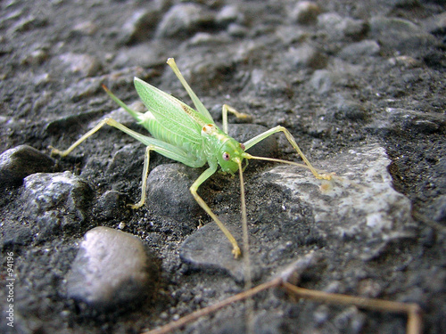grasshopper extreme close-up