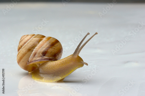 snail on white surface