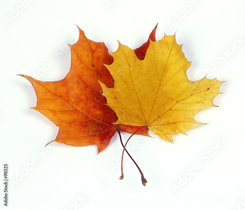 autumn leaves photo