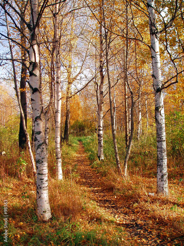 autumn in a birchwood