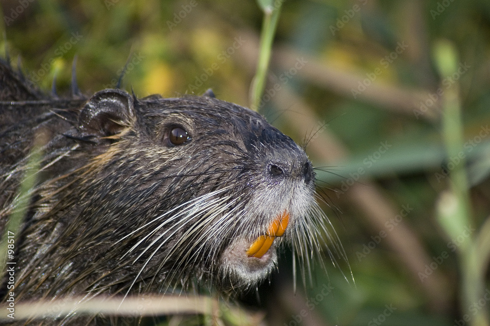 ratoune ratoune