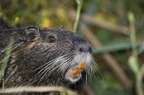 ratoune