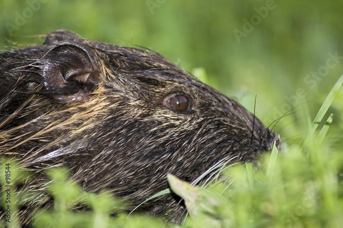 ragongin dans l'herbe