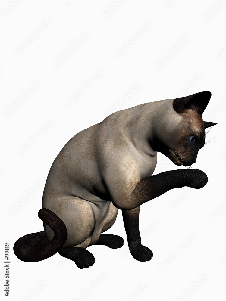 Fototapeta premium siamese cat over white.