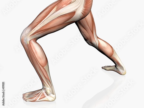 anatomy of the man, muscular man.