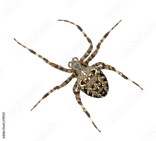 cross spider:3