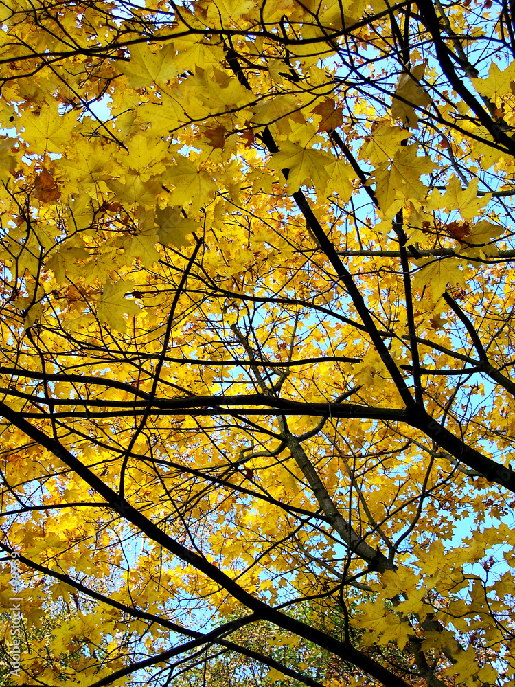 autumn tree autumn tree
