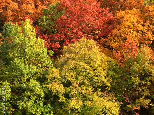 autumn forest