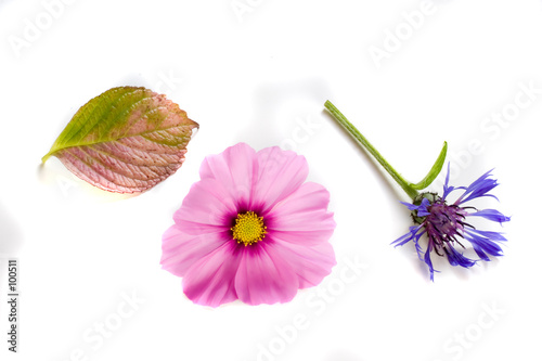 bachelor's button, cosmos, and hydrangea leaf