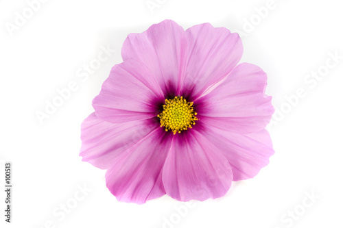 pink cosmos isolated on white background