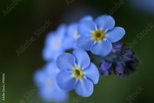 forget-me-nots 2 © thepoeticimage