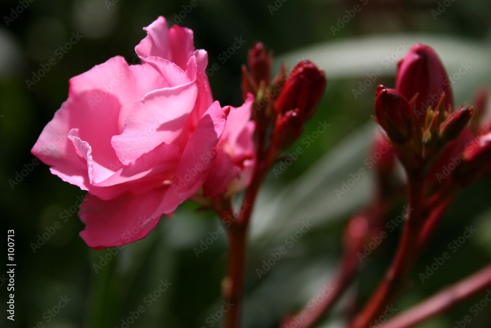 oleander