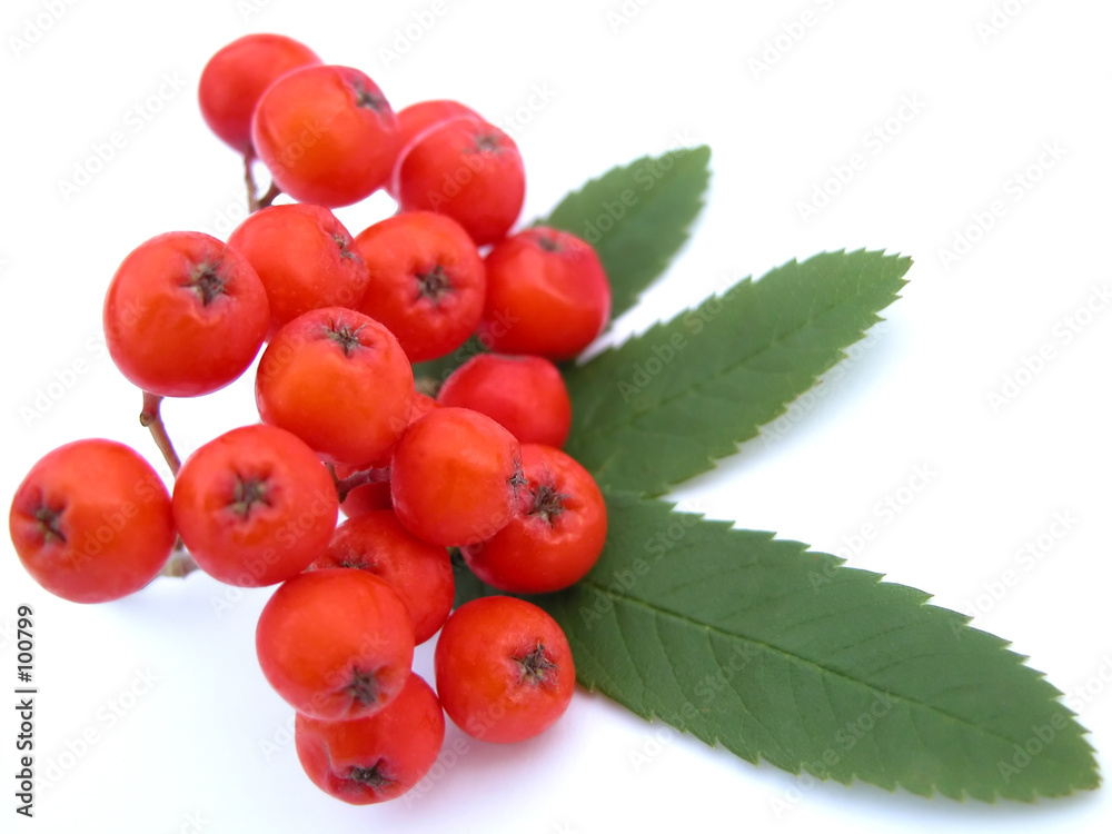 Photography rowanberry