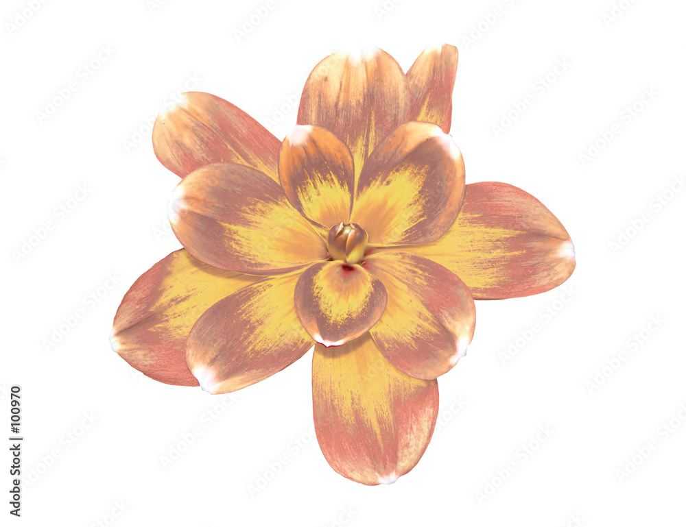 Fototapeta premium purple and yellow flower head:p2