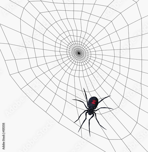black widow spider on web