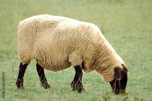 mouton