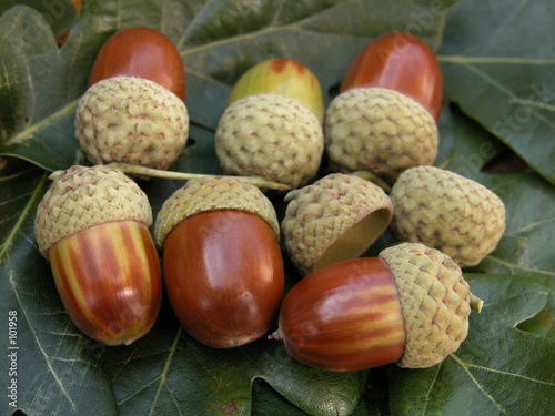 acorns