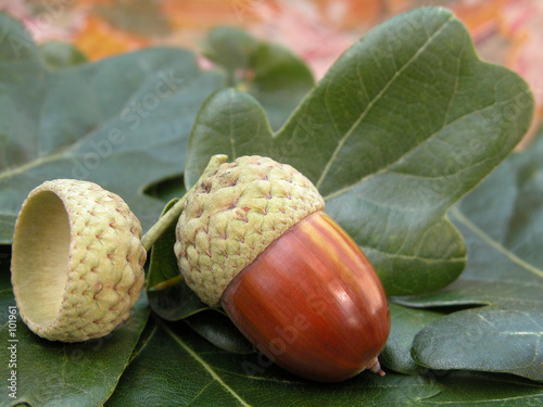 acorns photo