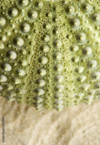 detail of the outer wall of a sea urchin