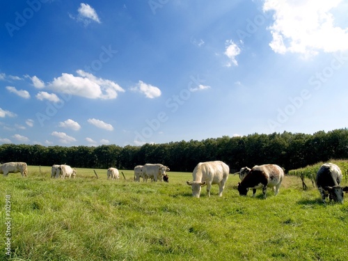 cows grazing.