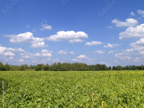 potato field.