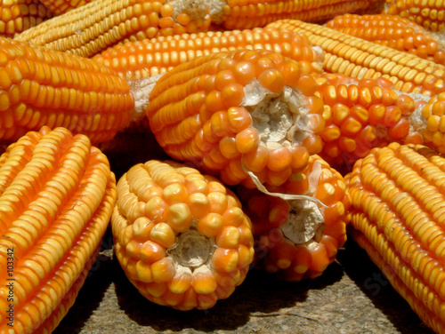 corn cobs on ground