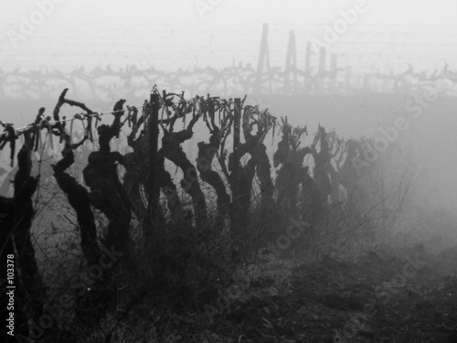 vignes dans le brouillard