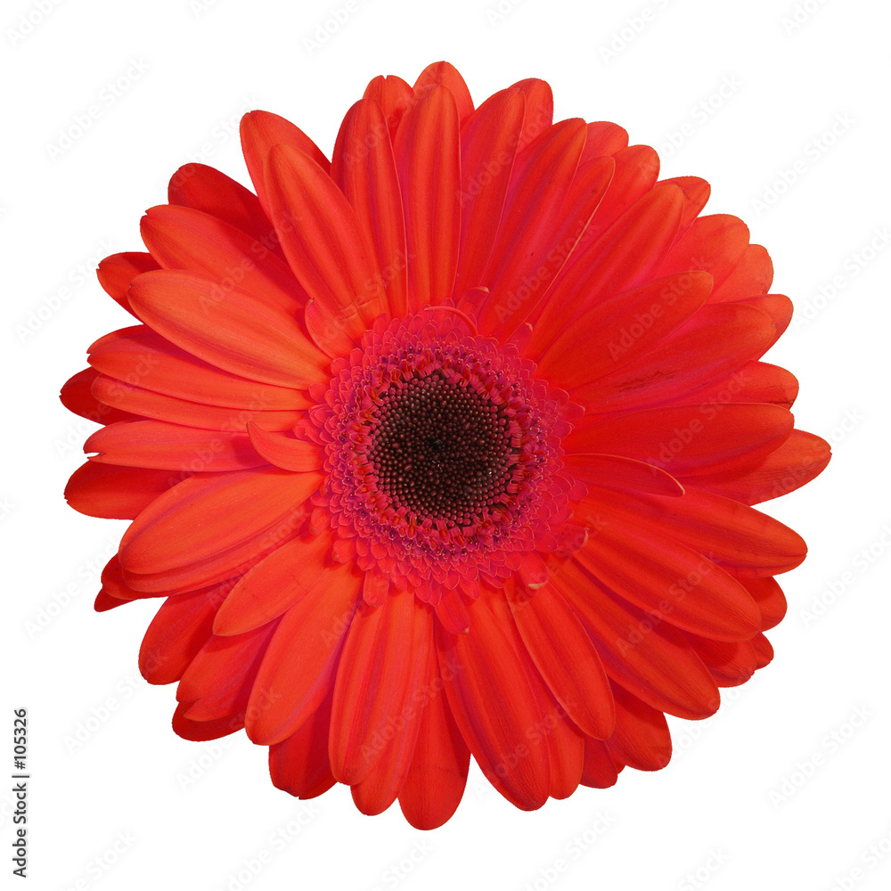 fleur (gerbera rouge)