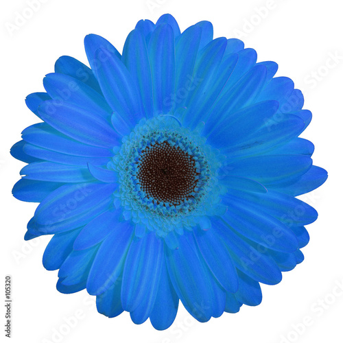 fleur (gerbera bleu)