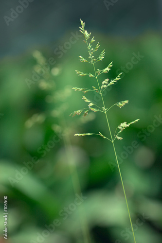 wild plant