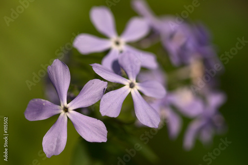 phlox