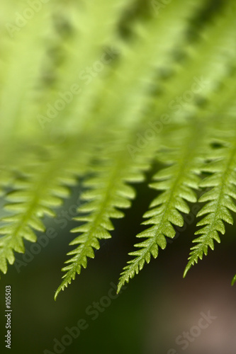 fern leaf