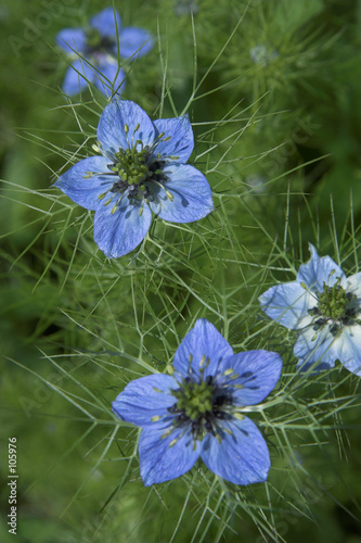 love-in-a-mist photo