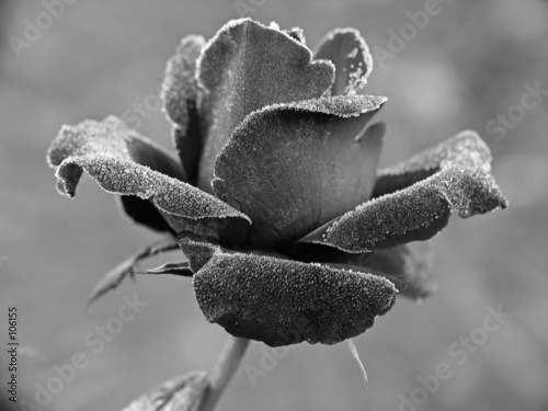 rose under hoar-frost #106155