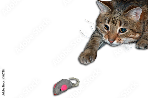 cat and mouse